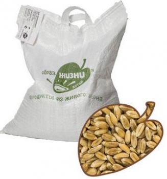 Пшеница отборная для проращивания, 5 кг.